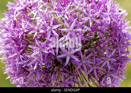 Riese Allium, Allium giganteum „Globemaster“ Stockfoto