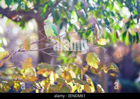 Der Rosensittich auf einem Ast im Jardin du Luxembourg in Paris, Frankreich, zeigt die Tierwelt der Stadt, exotische Vögel und den Herbstpark nat Stockfoto