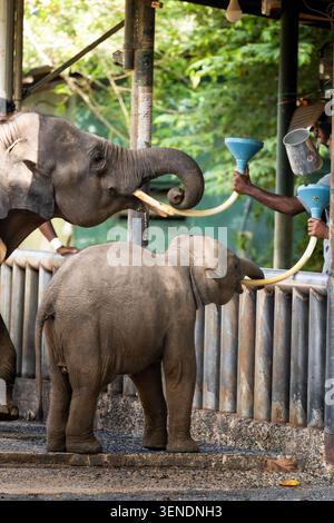 Zwei Elefanten werden im Udawalawa Elefantenwaisenhaus gefüttert Stockfoto