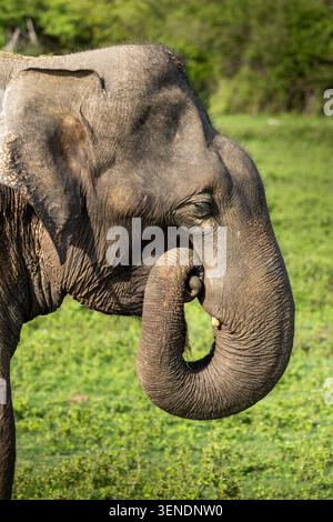 Nahaufnahme eines Elefanten, der im Udawalawa-Nationalpark weidet Stockfoto