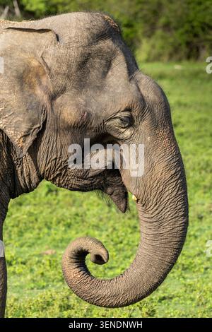 Nahaufnahme eines Elefanten, der im Udawalawa-Nationalpark weidet Stockfoto