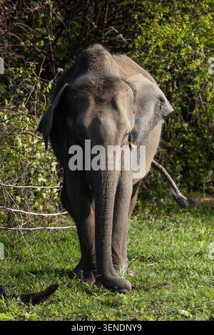 Porträt eines Elefanten im Udawalawa-Nationalpark Stockfoto