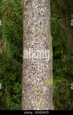 Baumrinde der Rocky Mountain Douglasie, Pseudotsuga menziesii var. Glauca in einem Sommerpark Stockfoto