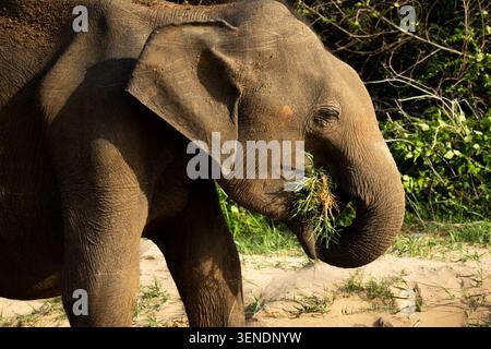 Nahaufnahme eines Elefanten, der im Udawalawa-Nationalpark weidet Stockfoto