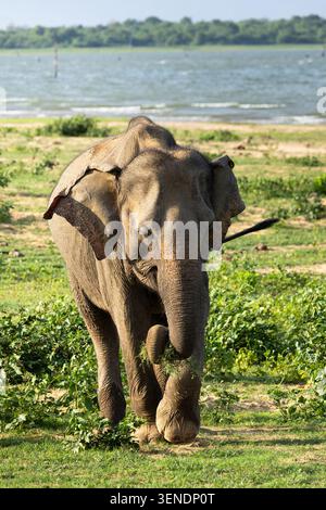 Ein Elefant, der im Udawalawa-Nationalpark weidet Stockfoto