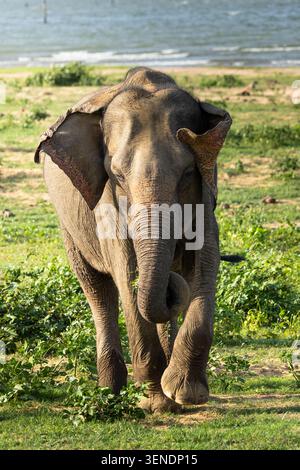 Ein Elefant, der im Udawalawa-Nationalpark weidet Stockfoto