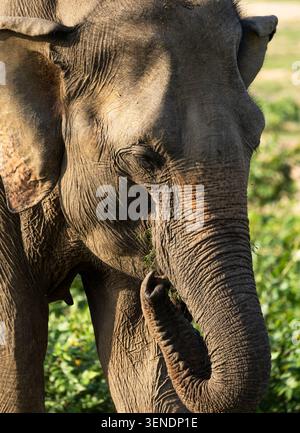 Ein Elefant, der im Udawalawa-Nationalpark weidet Stockfoto