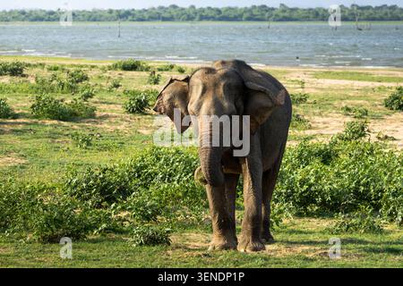 Ein Elefant, der im Udawalawa-Nationalpark weidet Stockfoto
