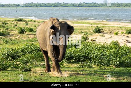 Ein Elefant, der im Udawalawa-Nationalpark weidet Stockfoto