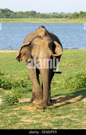 Ein Elefant, der im Udawalawa-Nationalpark weidet Stockfoto