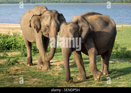 Zwei Elefanten grasen im Udawalawa-Nationalpark Stockfoto