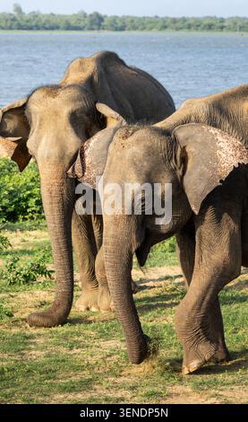 Zwei Elefanten grasen im Udawalawa-Nationalpark Stockfoto