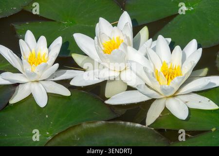 Weiße Wasserlilie, Nymphaea alba Flowers Stockfoto