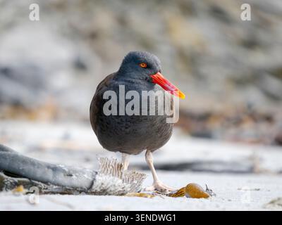 Schwarzer Austernfischer (Haematopus ater) an der Küste von Sea Lion Island, Südamerika, Falklandinseln, Frühling Stockfoto