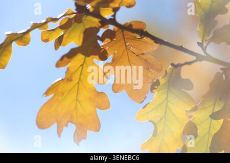 Eichenzweig mit gelben Blättern im Herbst Stockfoto