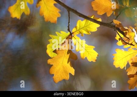 Eichenzweig mit gelben Blättern im Herbst Stockfoto