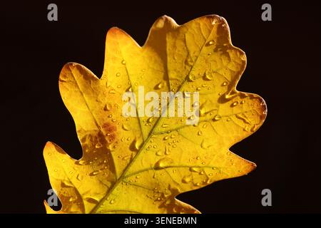 Nahaufnahme von gelbem Eichenblatt mit Tropfen im Herbst Stockfoto