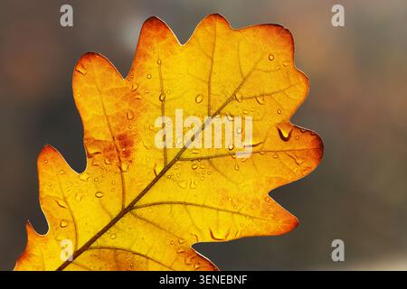Nahaufnahme von gelbem Eichenblatt mit Tropfen im Herbst Stockfoto