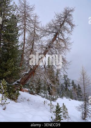 Val Fuorn mit Europäischer Lärche (Larix decidua) in der Nähe des Ofenpasses. Landschaft im Naturpark Biosfera Val Muestair, Schweiz, Graubünden Stockfoto