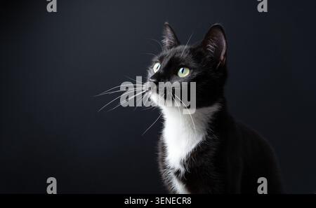 Profilaufnahme einer schönen Smoking-Katze vor schwarzem Hintergrund. Die Katze schaut neugierig auf den Kopierraum. Stockfoto