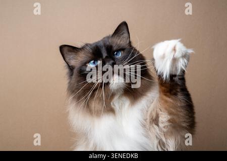 Die verspielte, blau-äugige Ragdoll-Katze, die die Pfote hochzieht, sieht neugierig auf beigem Hintergrund aus Stockfoto