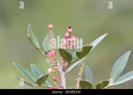 Pistacia lentiscus ist ein zweiäugiger immergrüner Sträucher oder kleiner Baum der Gattung Pistacia, der im Mittelmeerbecken beheimatet ist Stockfoto