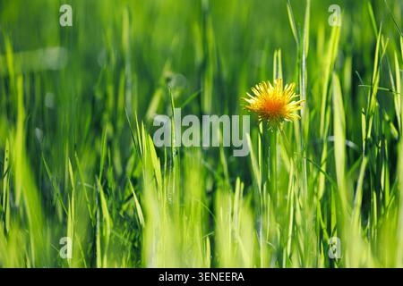 Nahaufnahme von blühenden Löwenzahn auf einer sonnendurchfluteten Wiese, mit einer Blume im scharfen Fokus und anderen leise verschwimmen. Hellgelbe Blütenblätter und grüne Stiele Stockfoto