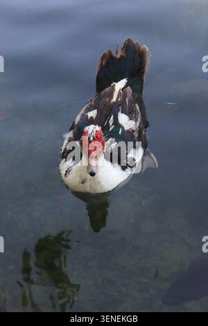 Hoher Winkel, Vorderansicht einer einheimischen Moschusente (Cairina moschata) mit ihrem markanten roten Gesicht und schwarz-weißen Federn, Schwimmen im klaren, c Stockfoto