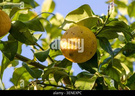 Gelbe Zitrone zwischen grünen Blättern auf einem Baum. Stockfoto