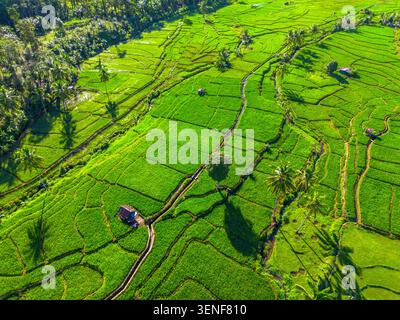 Wunderschöner Morgenblick in Indonesien, Panoramablick auf Reisfelder mit Bergketten und klarem Himmel Stockfoto