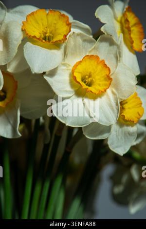Gelbe Narzissen Blüten Knospe mit hellen orange Tassen im Frühlingsstrauß floralen Hintergrund. Stockfoto