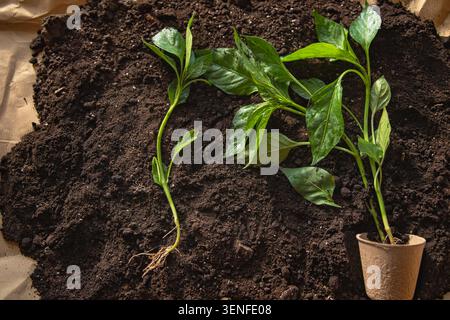 Junge Pfeffer-Setzlinge Mit Wurzeln Und Topfboden Bereit Für Die Umpflanzung Stockfoto