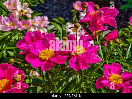 Magentarote Pfingstrosen-Blüten (Paeonia) mit gelben Staubblättern, grünem Laub und mehrschichtigen rosa und weißen Blüten. Ideal für Beauty-Branding mit floralem Hintergrund Stockfoto