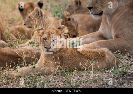 Ein junger Löwe ruht wachsam im Gras, während sich sein Stolz in der Nähe der afrikanischen Savanne entspannt. Stockfoto