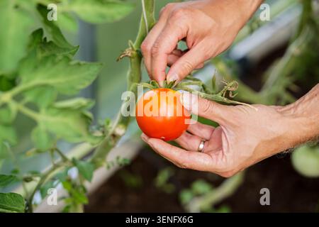 Gärtner pflückt reife rote Tomaten im Gewächshaus Stockfoto