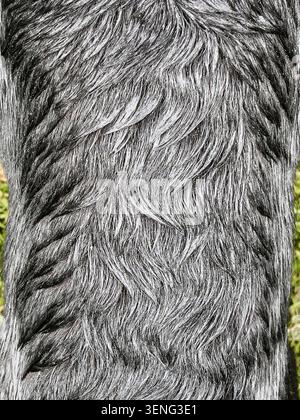 Muster im regendurchtränkten, aber sehr wasserfesten Außenfell eines schwarzen Labrador Retriever Hundes, manchmal auch „Entenmantel“ genannt (UK) Stockfoto