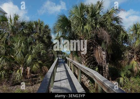 Ein Holzsteg mit Geländer führt durch dichte tropische Vegetation, die hauptsächlich aus Palmen (Arecaceae) besteht. Stockfoto