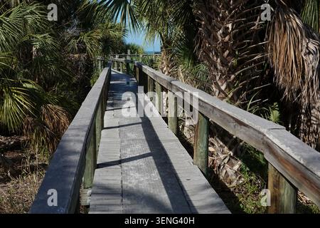 Ein Holzsteg mit Geländer führt durch dichte tropische Vegetation, die hauptsächlich aus Palmen (Arecaceae) besteht. Stockfoto