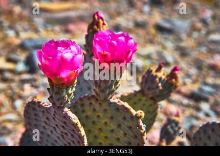 Pink Cactus Flower Blooming Nahaufnahme mit Feigenkraut Pads im Wüstenfrühling Stockfoto