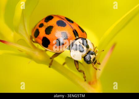 Invasive Spezies von Harmonia axyridis auf gelbgrünem Hintergrund und Kopierraum Stockfoto