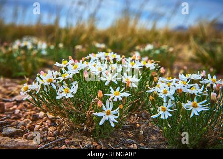 Wild Desert Flowers blüht auf Rocky Ground in Arizona im Frühling Stockfoto