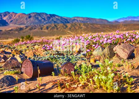 Eine rostige Dose liegt bei Sonnenaufgang zwischen blühenden Wildblumen und Felsen in der Wüste Nevadas. Die lebendige Landschaft des Death Valley unterstreicht den Kontrast von r Stockfoto