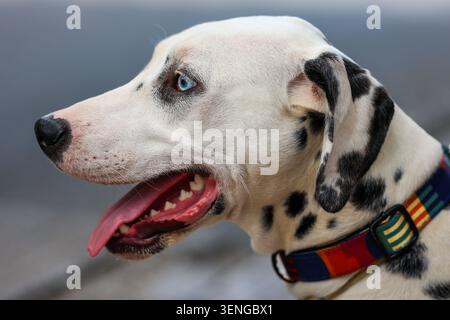 Blauäugiges dalmatinisches Porträt mit farbenfrohem Kragen Stockfoto