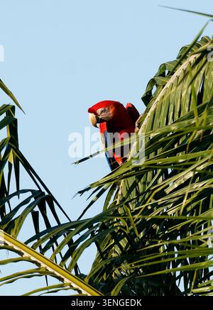 Scharlachara, Ara rot-gelb, Ara rot-blau oder Rotwein, Scharlachara, Ara rouge, Ara macao, sárgaszárnyú ara, Manuel Antonio Stockfoto