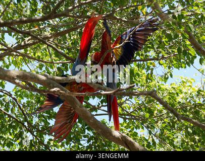 Scharlachara, Ara rot-gelb, Ara rot-blau oder Rotwein, Scharlachara, Ara rouge, Ara macao, sárgaszárnyú ara, Manuel Antonio Stockfoto
