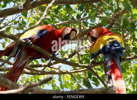 Scharlachara, Ara rot-gelb, Ara rot-blau oder Rotwein, Scharlachara, Ara rouge, Ara macao, sárgaszárnyú ara, Manuel Antonio Stockfoto