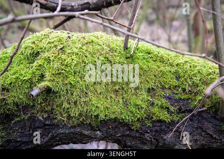 Nahaufnahme von lebendigem grünem Moos, das auf einem umgestürzten Baumstamm in Waldhabitat wächst, mit natürlichen Texturen und Walddetails. Stockfoto