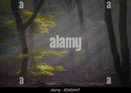 Herbstwald beleuchtet von wunderschönem Morgennebel und Sonnenstrahlen im dunklen Buchenwald Stockfoto