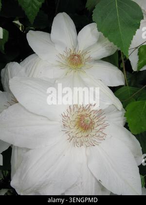 Clematis Fuyu-no-tabi Hybrid, erkennbar an seinen großen, cremeweißen Sepalen und kontrastierenden dunkelroten Staubblättern Stockfoto