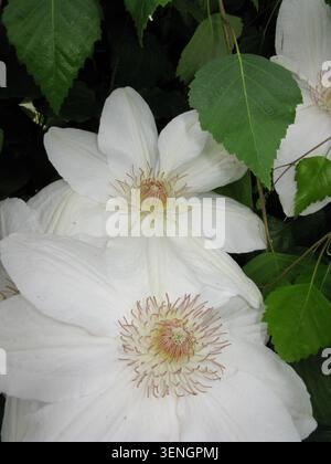 Clematis Fuyu-no-tabi Hybrid, erkennbar an seinen großen, cremeweißen Sepalen und kontrastierenden dunkelroten Staubblättern Stockfoto